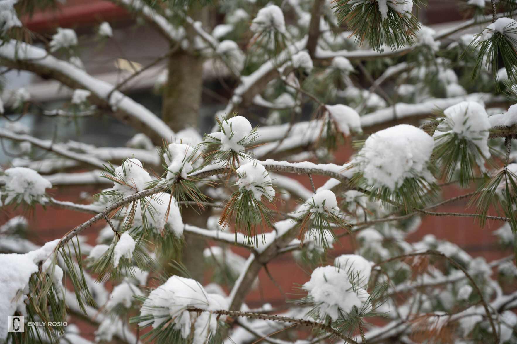 Snow Day, Tree